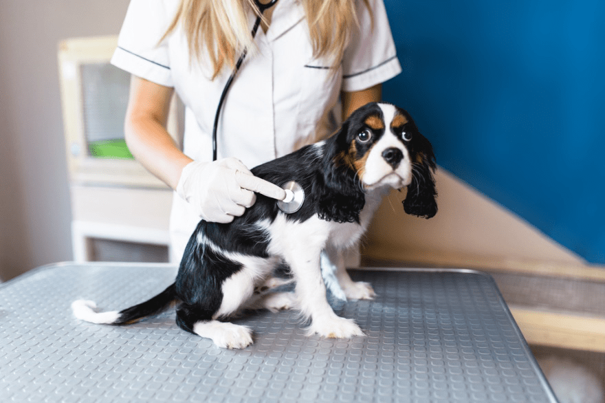Comment élever un chiot : recommandations d'un vétérinaire - 2025 - Vêtement et accessoires pour chiens - Doglovedesign vet checking up the puppy
