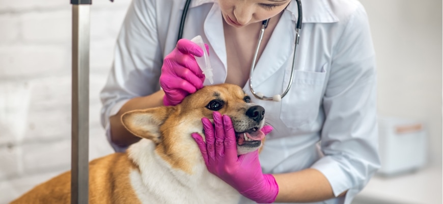 Vet Doctor dropping eye drop to the dog eyes