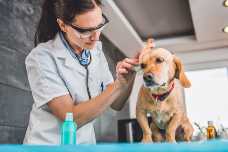 Vet cleaning dog ears