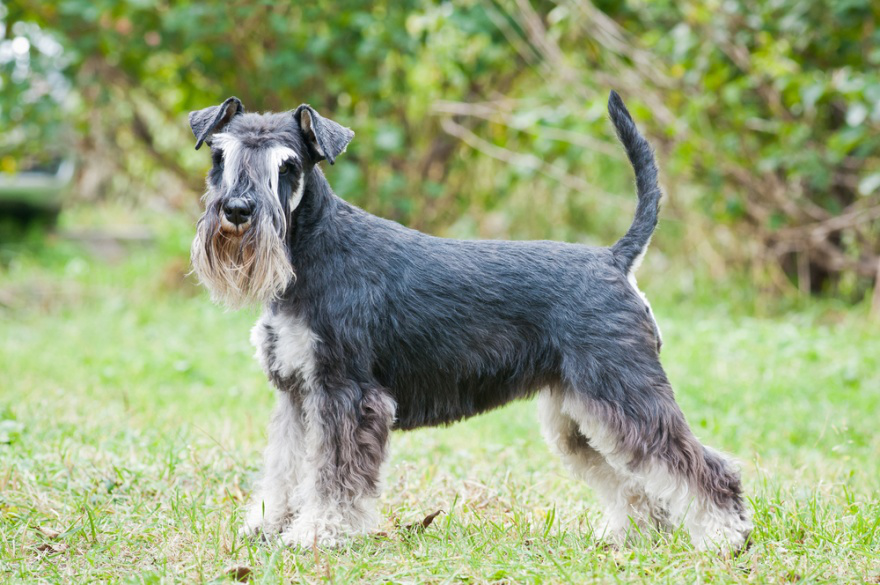 best dry food for schnauzers