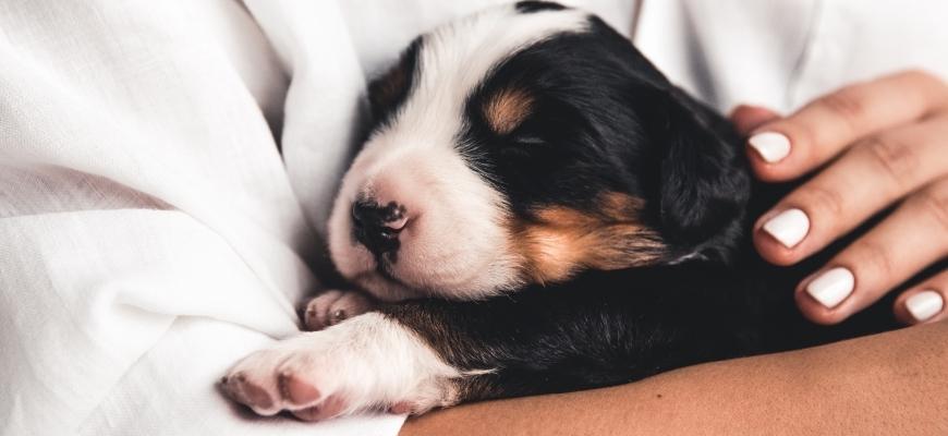 Bernese mountain dog puppy in female hands