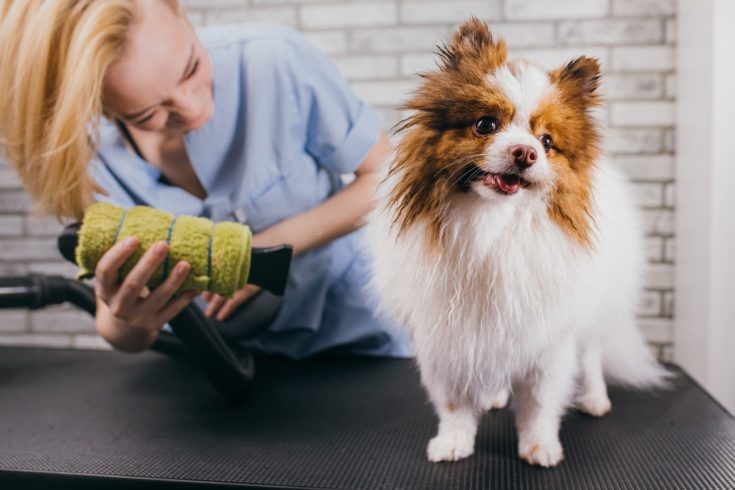 Comment élever un chiot : recommandations d'un vétérinaire - 2025 - Vêtement et accessoires pour chiens - Doglovedesign beautiful puppy spitz at grooming salon. grooming master dries wool of pet after shower.