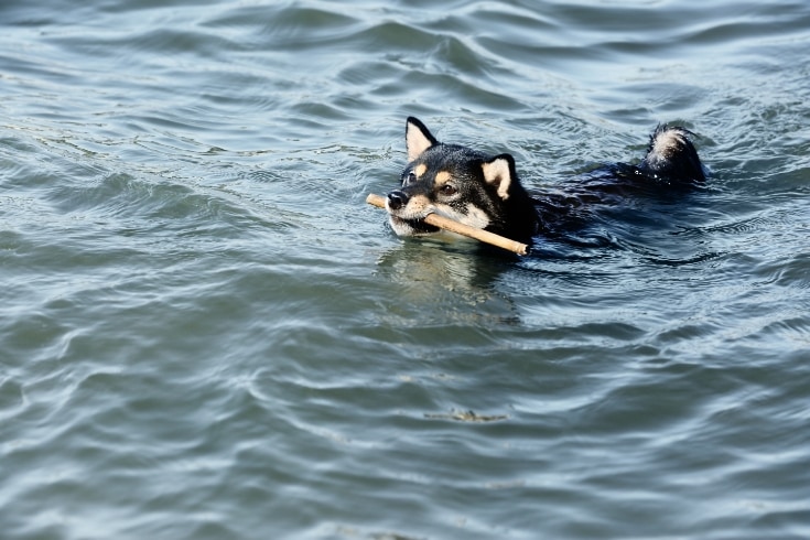 Little Shiba Inu Dog in Water