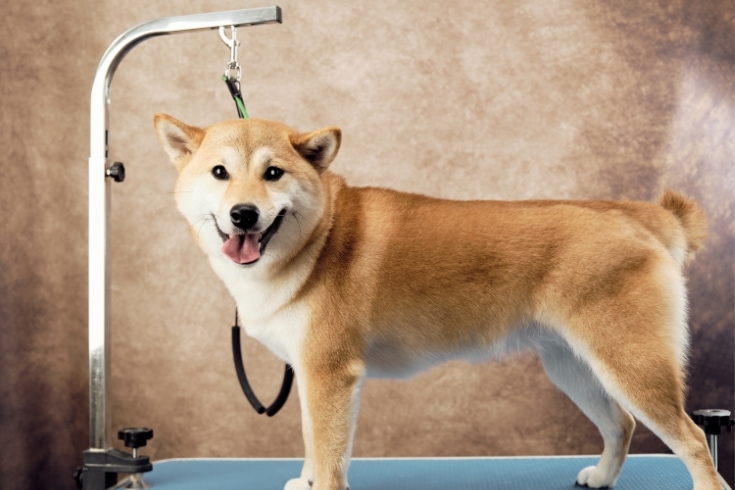 Shiba Inu on the grooming table