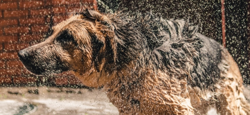 washing a german sheperd