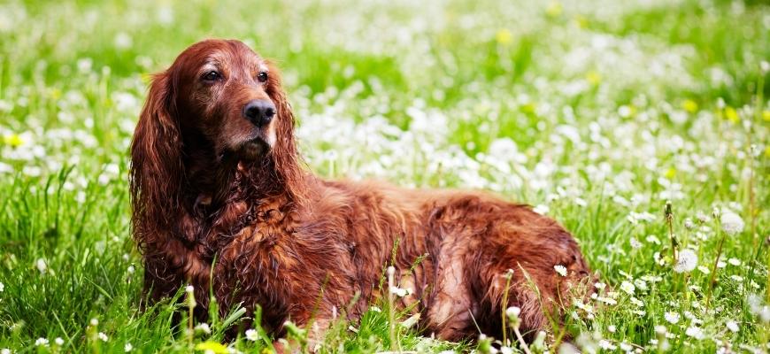 Mental Stimulation for Senior Dogs: Tips to Keep Older Dogs Busy · The  Wildest