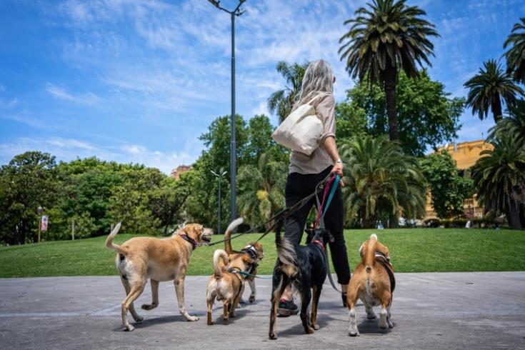 Pet sitter leading a group of dogs for a walk