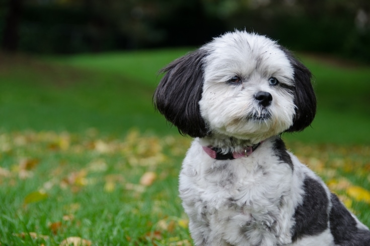 Shih poo in the garden