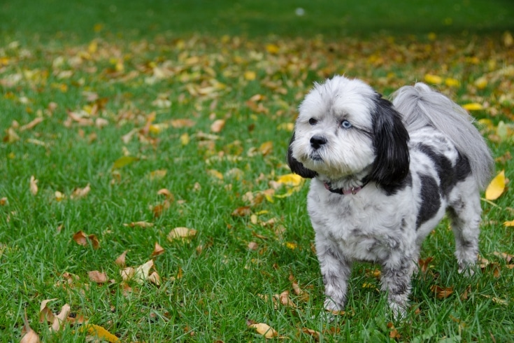 Shih poo puppy outdoor