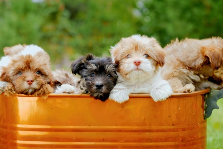 shih poo dog puppies