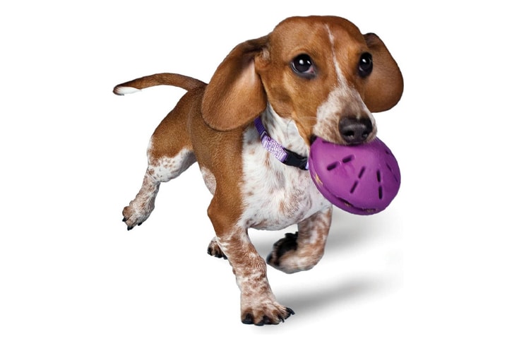 Petsafe Treat Dispensing Toy