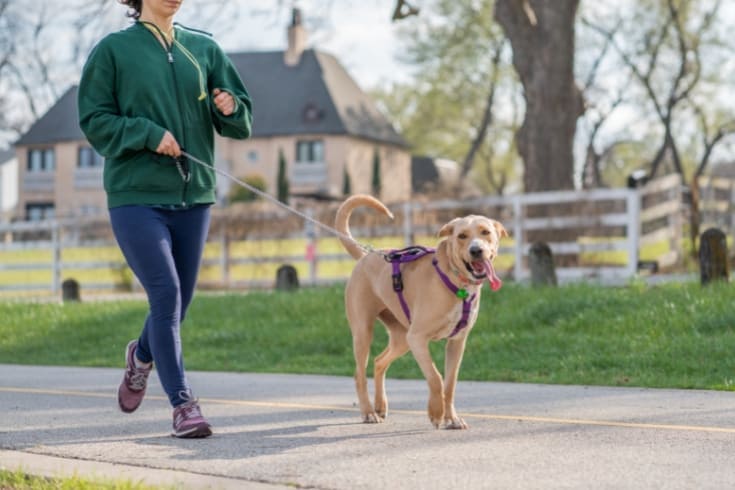 A Woman and a Dog Walking on a Road