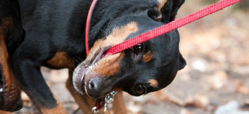 A miniature pinscher dog angrily bites at its red leash
