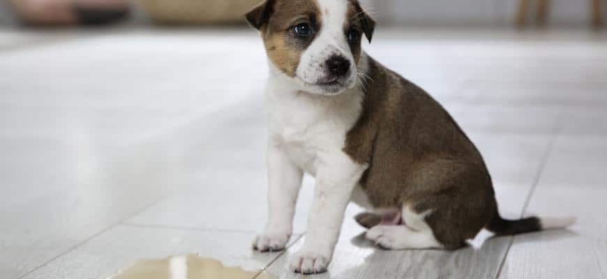 Adorable Puppy near Puddle on Floor Indoors