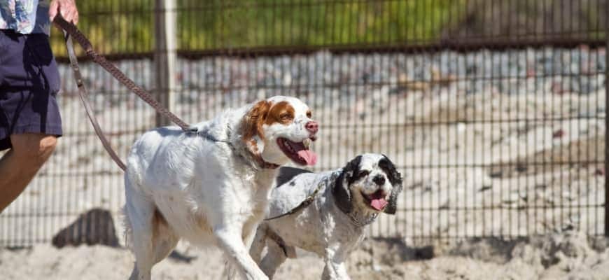 Adult dogs walking in a leash