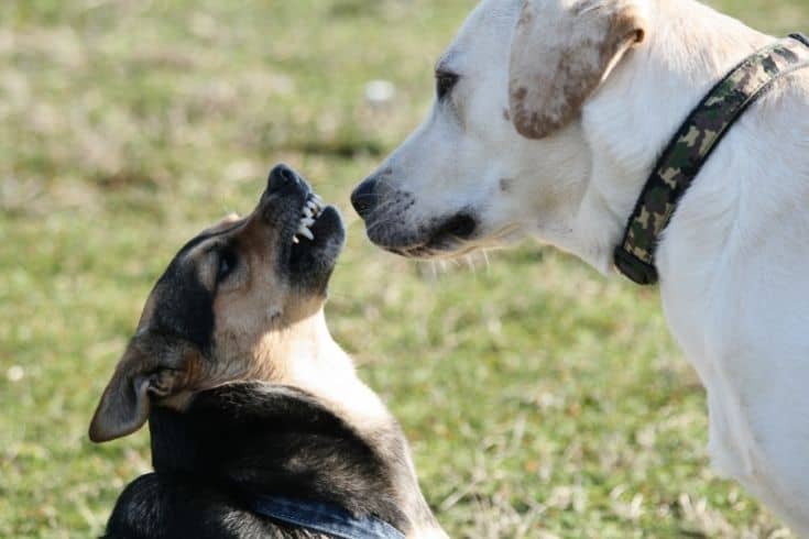 Aggressive Behavior of Dogs and Social Pets Relationships