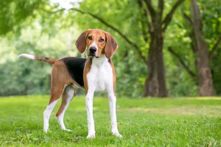 An American Foxhound dog with a head tilt