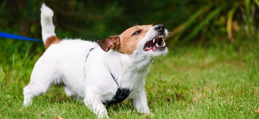 Angry dog aggressively barking and defending his territory