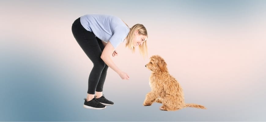 Are Goldendoodles Easy to Train