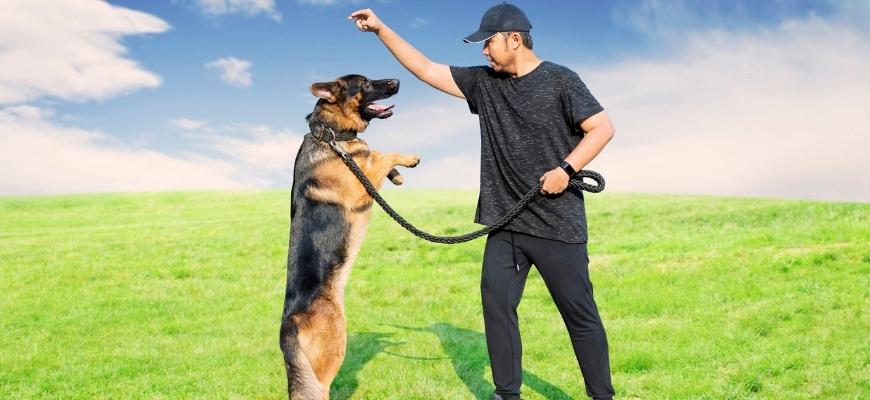Asian Man Training his Dog