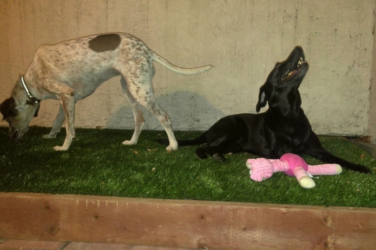 AstroTurf Outdoor Dog Potty Area