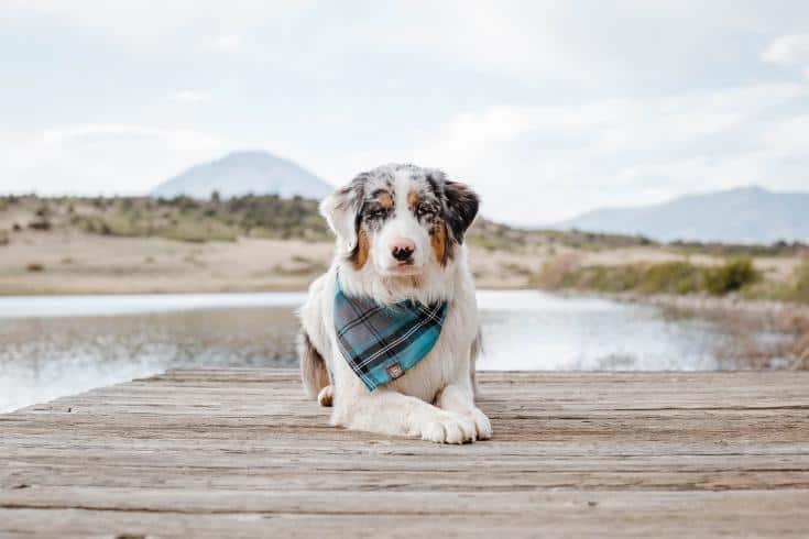 Australian Shepherd