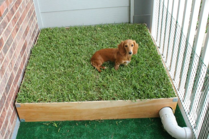 Balcony Dog Potty