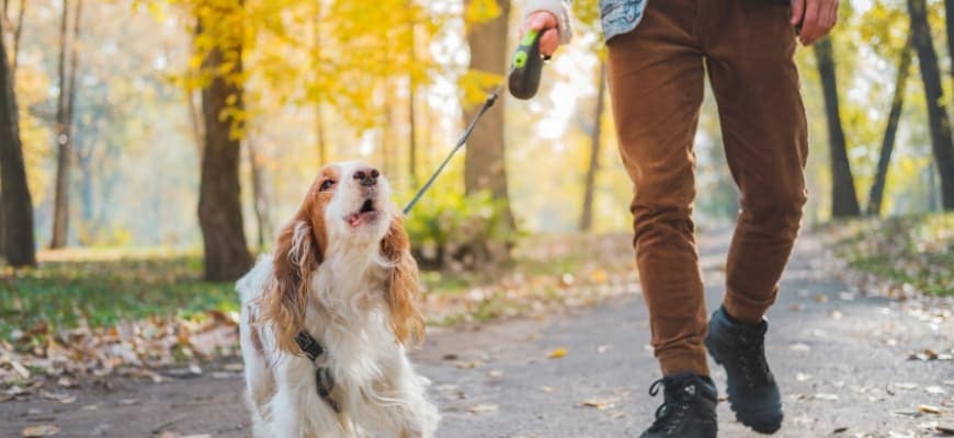 Barking dog on rectracble leash outdoors