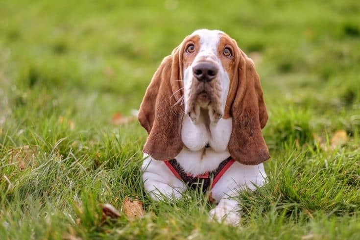 Basset Hound