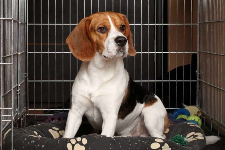 Beagle Dog sits in cage e1647609604108