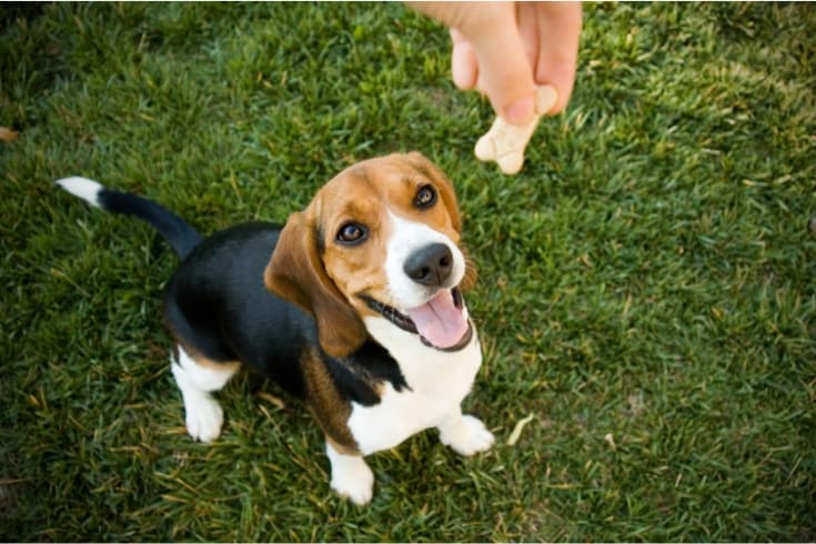 Beagle with treat