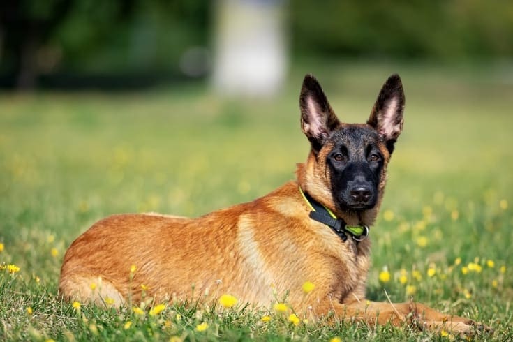 Belgian Shepherd puppy resting on the grass in the park