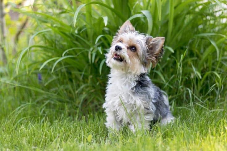 Biewer Terrier sitting on the grass