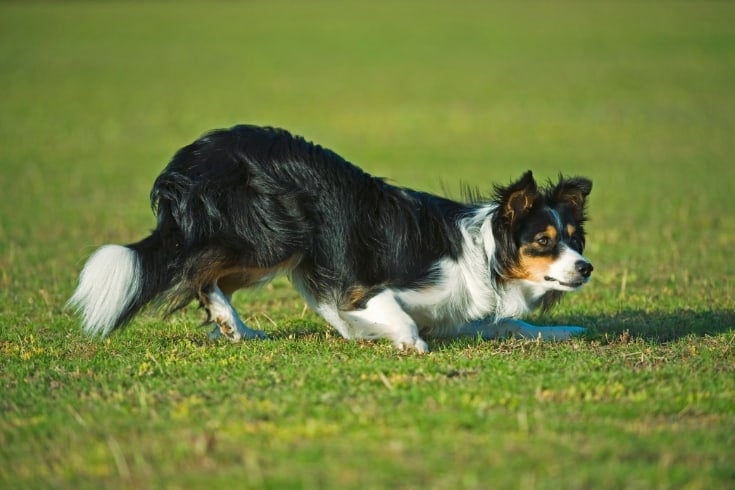 Border Collie