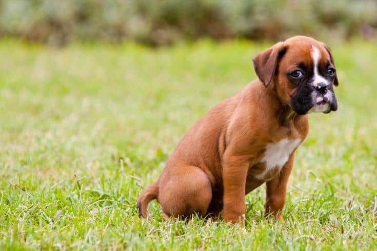 Boxer Puppy Outdoor