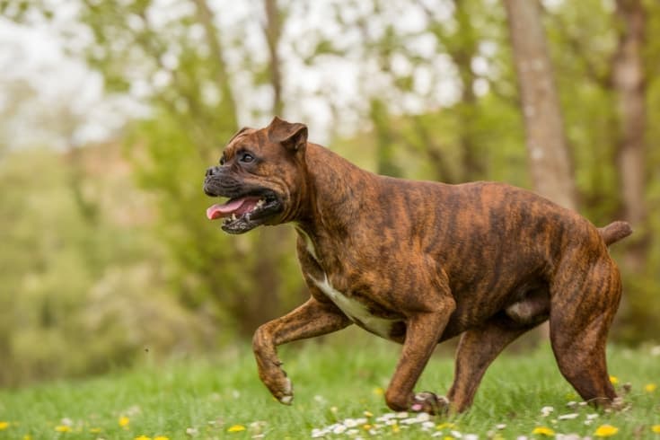 Boxer dog running in a park