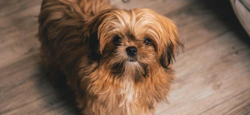 Brown Shih Tzu Puppy still awake