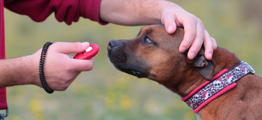 A guide to clicker training your dog