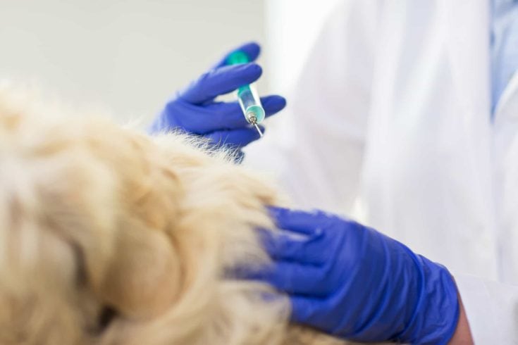 Close up of vet making vaccine to dog at clinic e1612178325236