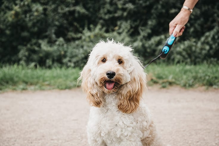 Cockapoo puppy on a leash sitting