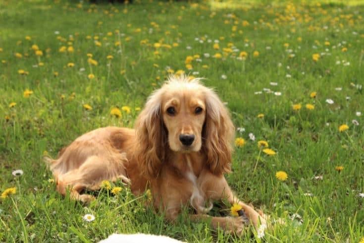 Cocker spaniel sitting on the grass