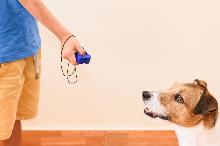 Concept of positive reinforcement dog training using a clicker