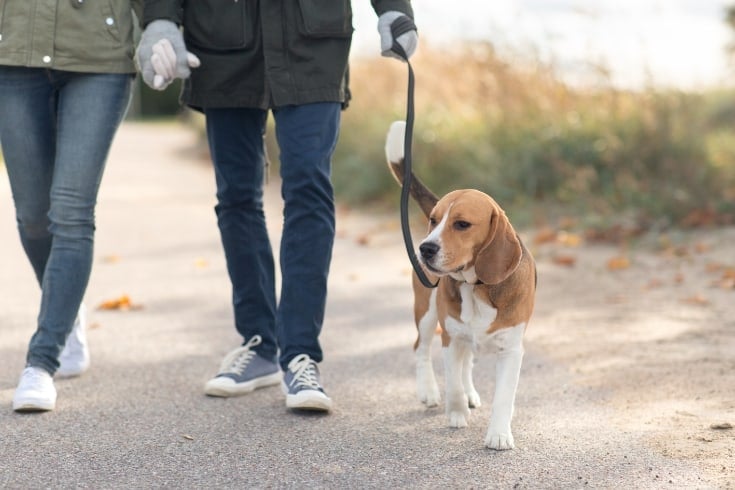 Couple Walking with Dog on Leash