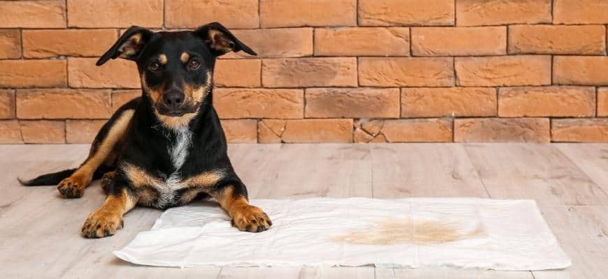 Cute Dog near Underpad with Wet Spot on Floor