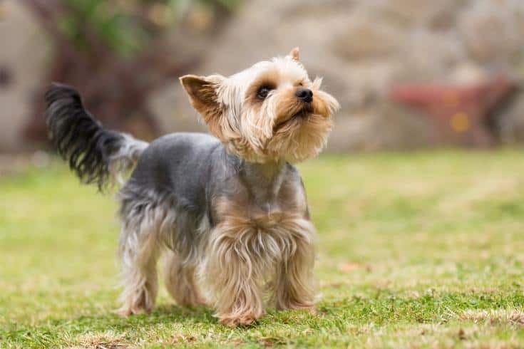 Cute Small Yorkshire Terrier