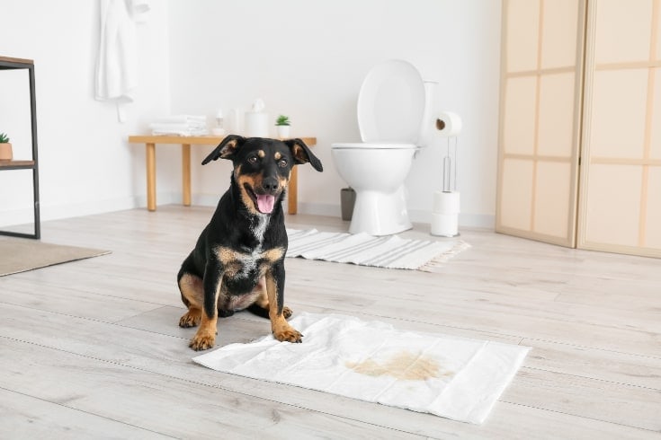 Effective Techniques For House Training A Rescue Dog