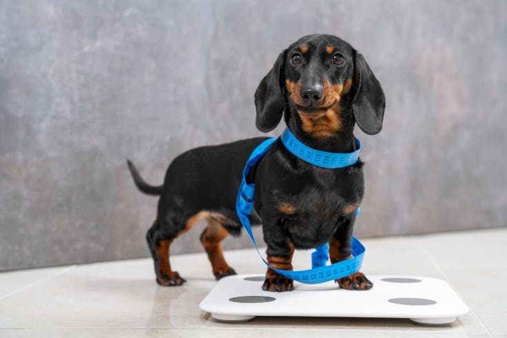 Dachshund Puppy Being Measured and Weighed