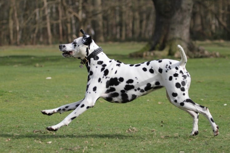 Dalmatian dog running in the Park