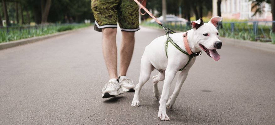 Disobedient dog pulling on the leash