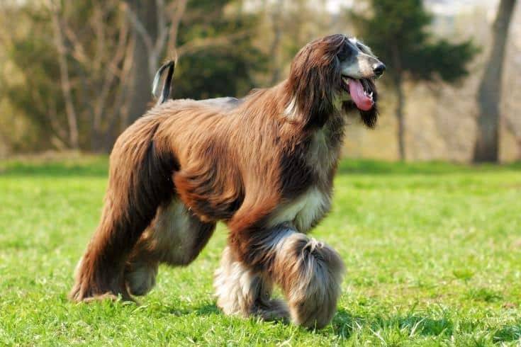 Dog Afghan Hound runs